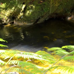 Отель de Selva El Puente Фиджи, Остров Тавеуни - отзывы, цены и фото номеров - забронировать отель de Selva El Puente онлайн бассейн фото 3