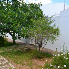 Отель Casa Do Jardim