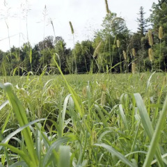 Отель Agriturismo Da Gas Сан-Джорджо-ин-Боско приотельная территория фото 2