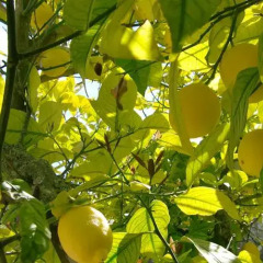 Отель Agroturisme Perola - Adults Only фото 4