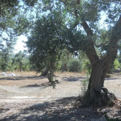 Отель I Trulli Di Nonno Giovanni Альберобелло парковка