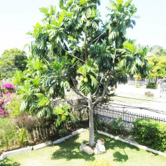 Отель Paradise Palms Jamaica Vacation Rental фото 2