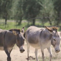 Отель Pian del Pigro с домашними животными