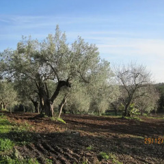 Отель Quinta do Monte em Moncarapacho фото 8