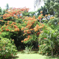 Отель Casa de las Flores Tropical Lodge Колумбия, Сан-Андрес - отзывы, цены и фото номеров - забронировать отель Casa de las Flores Tropical Lodge онлайн фото 5