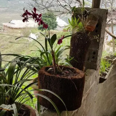 Отель Tavan View Homestay Шапа пляж фото 2