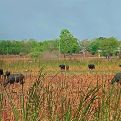 Отель Heina Nature Resort & Yala Safari 2* Шале с различными типами кроватей фото 13