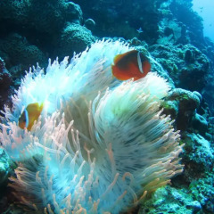 Отель Taveuni Island Resort And Spa Фиджи, Остров Тавеуни - отзывы, цены и фото номеров - забронировать отель Taveuni Island Resort And Spa онлайн пляж