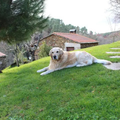 Отель Quinta Da Rabaçosa - Turismo Rural Кастро-Дайре с домашними животными