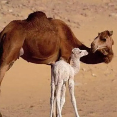 Отель Bivouac Morocco Safari Tours Марокко, Мерзуга - отзывы, цены и фото номеров - забронировать отель Bivouac Morocco Safari Tours онлайн с домашними животными