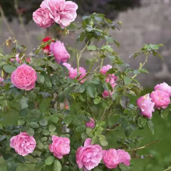 Отель Hospederia Los Pinos фото 4