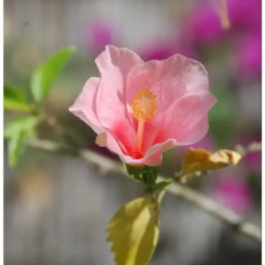 Отель Lea s Garden фото 23