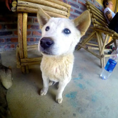 Отель Hoang Kim Homestay Шапа с домашними животными