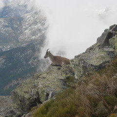 Отель La Pasailla De Gredos Боойо приотельная территория
