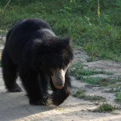Отель Big Game Camp Yala Шри-Ланка, Катарагама - отзывы, цены и фото номеров - забронировать отель Big Game Camp Yala онлайн детские мероприятия фото 2