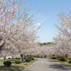APA Hotel Honhachinohe Мисава фото 3