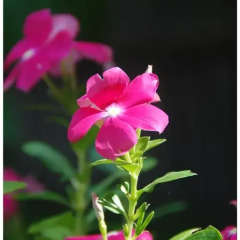 Отель Lea s Garden фото 27