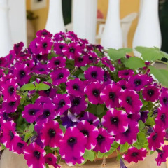 Отель Avra Sea View Paradise Pool Aparthotel Греция, Сивота - отзывы, цены и фото номеров - забронировать отель Avra Sea View Paradise Pool Aparthotel онлайн фото 12