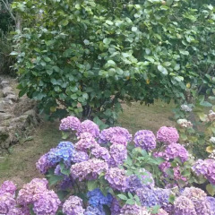 Отель B&B El Jardin de Aes фото 7
