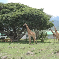 Отель Nature Homes - Africa Amini Life фото 13