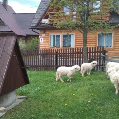 Отель Pokoje u Sarnowskich Косцелиско с домашними животными