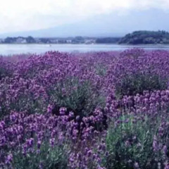 Отель Tianyuan Muge Ecological Resort пляж фото 2