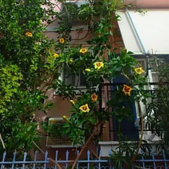 Отель Villa Rodanthos городской автобус