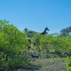 Отель Nature Homes - Africa Amini Life фото 2