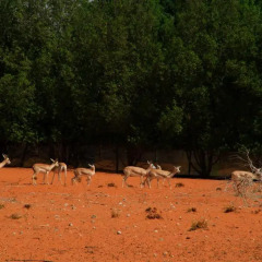 Отель Al Bada Resort ОАЭ, Эль-Айн - отзывы, цены и фото номеров - забронировать отель Al Bada Resort онлайн приотельная территория