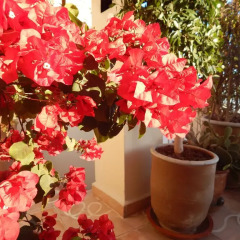 Отель Riad le Coq Fou фото 11