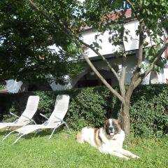 Гостиница Guest House Marketti с домашними животными