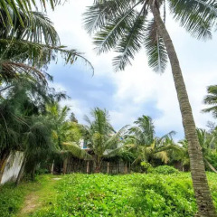 Отель An Bang Beach Hideaway Homestay