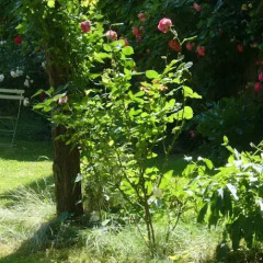 Отель Le Jardin de Beauvoir Франция, Лион - отзывы, цены и фото номеров - забронировать отель Le Jardin de Beauvoir онлайн фото 7