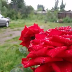 Отель Guest house Krasnii Zvetok Кыргызстан, Каракол - отзывы, цены и фото номеров - забронировать отель Guest house Krasnii Zvetok онлайн