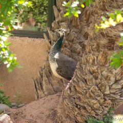 Отель Ecolodge - La Palmeraie Марокко, Уарзазат - отзывы, цены и фото номеров - забронировать отель Ecolodge - La Palmeraie онлайн фото 9