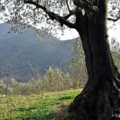 Отель L'Oliveto Сан-Никола-ла-Страда фото 9