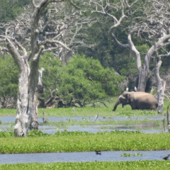 Отель Yala Golden Park 3* Номер Делюкс с различными типами кроватей фото 39