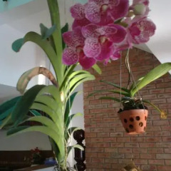 Отель Flower Garden Homestay 3* Улучшенный номер фото 33