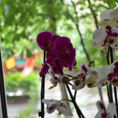 Отель Apartament Orchidea Centrum