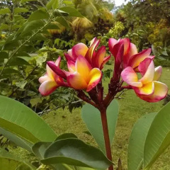 Ravihina Home Stay in Munda, Solomon Islands from 385$, photos, reviews - zenhotels.com photo 5