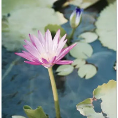 Отель Lea s Garden фото 24