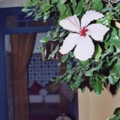 Отель Riad El Ouarda Марокко, Марракеш - отзывы, цены и фото номеров - забронировать отель Riad El Ouarda онлайн балкон