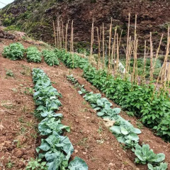 Отель EcoQuinta Faial Португалия, Машику - отзывы, цены и фото номеров - забронировать отель EcoQuinta Faial онлайн детские мероприятия