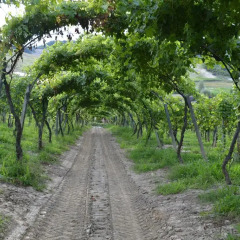 Отель Tenuta La Pergola Чистерна-д'Асти приотельная территория