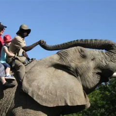 Отель Addo Elephant Back Safaris and Lodge Южная Африка, Аддо - отзывы, цены и фото номеров - забронировать отель Addo Elephant Back Safaris and Lodge онлайн спортивное сооружение