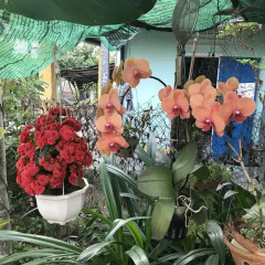 Отель Family Homestay