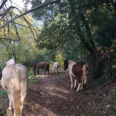 Отель El Folló Turisme Rural с домашними животными