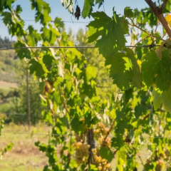 Отель Agriturismo Il Casolare di Bucciano Farmhouse Италия, Сан-Джиминьяно - отзывы, цены и фото номеров - забронировать отель Agriturismo Il Casolare di Bucciano Farmhouse онлайн фото 5