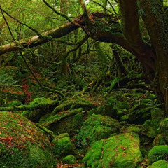 Отель Tabinoyado Kanoko Якусима приотельная территория фото 2