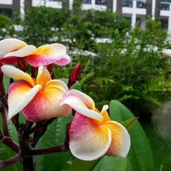 Отель Lanka Princess All Inclusive Hotel Шри-Ланка, Берувела - отзывы, цены и фото номеров - забронировать отель Lanka Princess All Inclusive Hotel онлайн фото 6